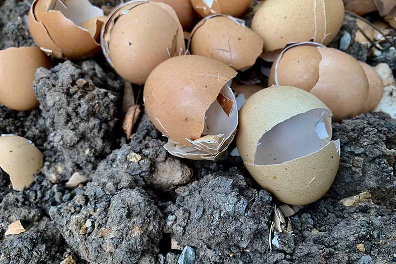 garden eggshells