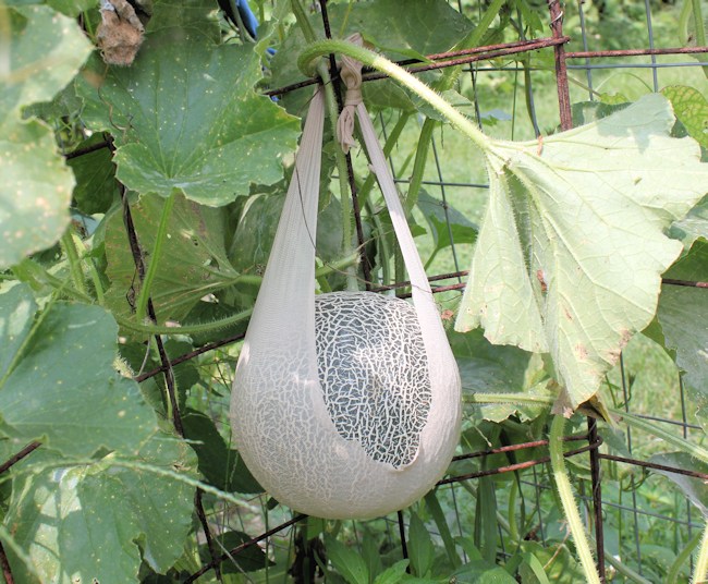 melon garden sling