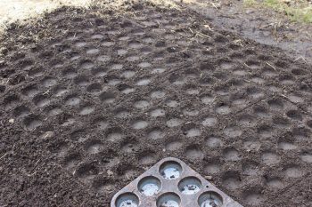 muffin tin garden spacing